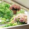 Pink Hydrangea Bush + Aerosol Flower Cleaning Spray by Floral Home®